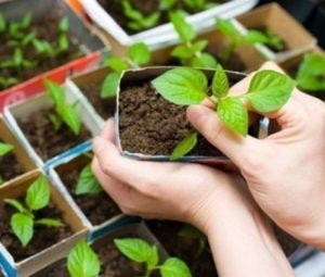 Когда сажать перец на рассаду в 2026 году: советы по посадке и уходу