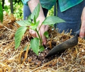 Удобрения для перца в теплице из поликарбоната: когда, как и в каких количествах подкармливать растения